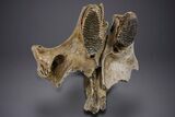 Woolly Mammoth Partial Skull w/ M & M Molars - North Sea #357060-6
